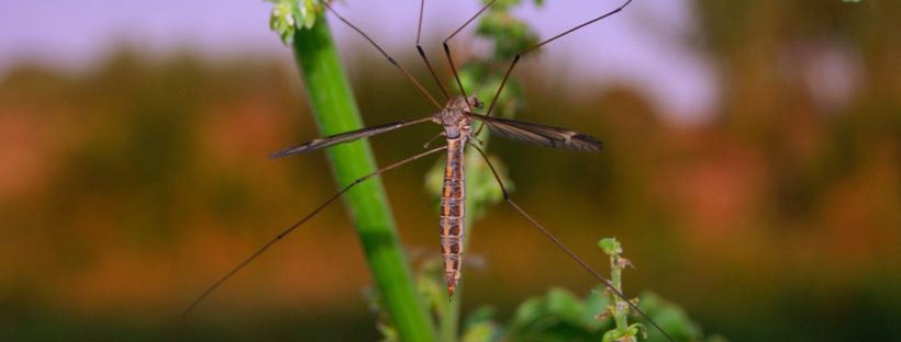 Natural Mosquito Repellents